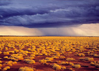Пустыня Гибсона, пустыня в Австралии, центральная часть штата Западная Австралия.