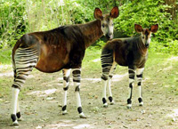 Национальный парк Окапи