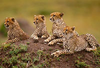 Национальный парк Cеренгети, Танзания , Африка.