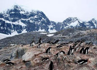 на фото Антарктический полуостров