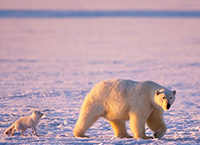 на фото Большой Арктический заповедник