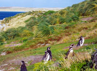Фолклендские острова, архипелаг в Атлантическом океане, заморская территория Великобритании.