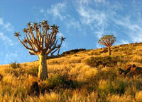 Пустыня Калахари, пустыня в Южной Африке.