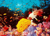 на фото Коралловое море