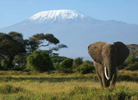 на фото Национальный парк Килиманджаро