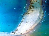 на фото Тюленьи острова