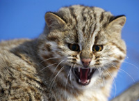 Большехехцирский заповедник (Амурский лесной кот)