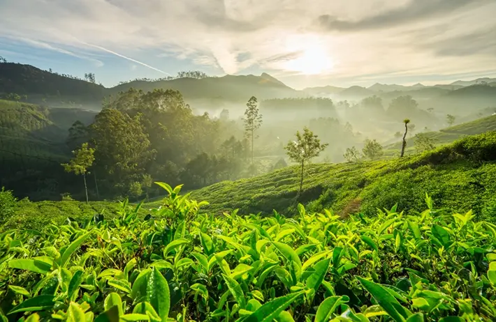 Где растет чай? Какие природные условия ему нужны?
