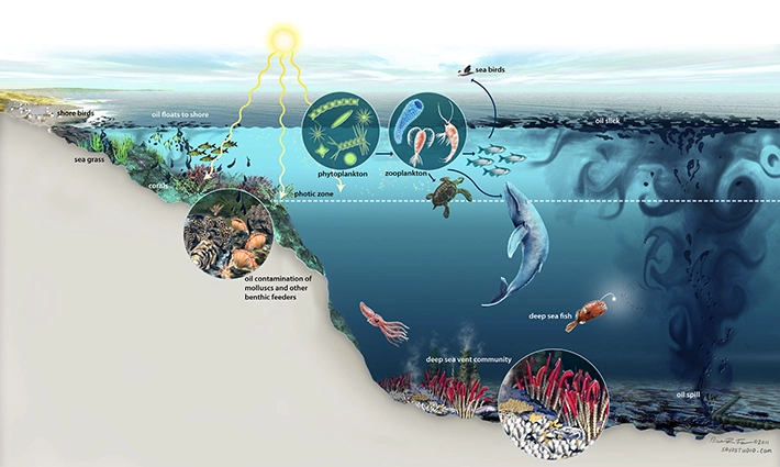 Химический, биогенный и газовый состав вод океана