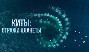 на фото Киты cтражи планеты (2023)